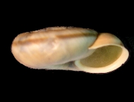 Tabella Chilostoma cingulatum (studer, 1820 )